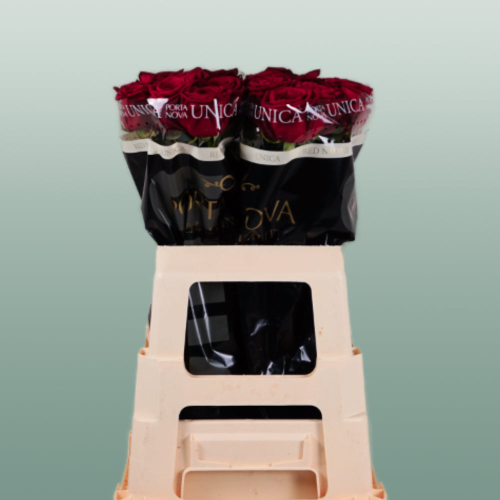 Rose Red Naomi (20 Stems)