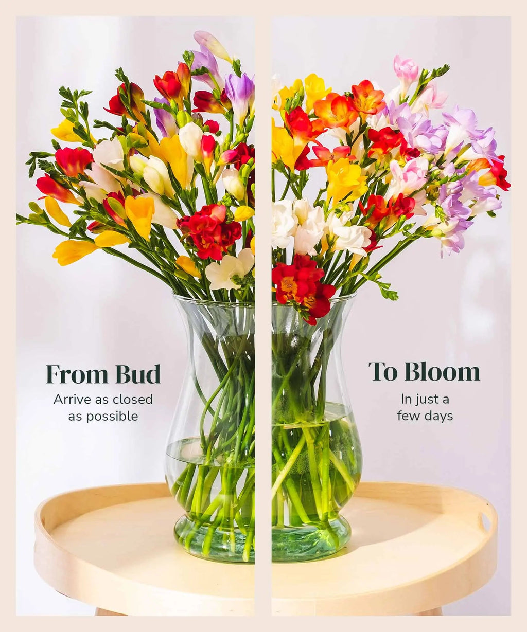 Mixed Guernsey Long Stem Freesia Flowers